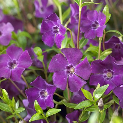 4 x Petite pervenche  - Vinca minor 'Atropurpurea'  - godet 9x9 (1/4)