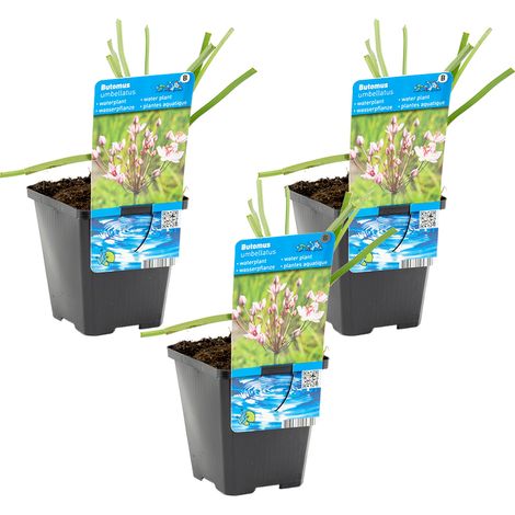 Bloomique - Lot de 3 - Butomus Umbellatus - Butome en ombelle - Plantes de bassin - Résistante au gel - 15-25 cm de haut - Pot 9 cm