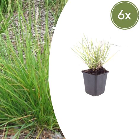 Lot de 6 Sesleria autumnalis Graminée Ornementale pour Massif et Rocaille 10-25 cm Pot Ø 9 cm - PANGIVO (1/5)