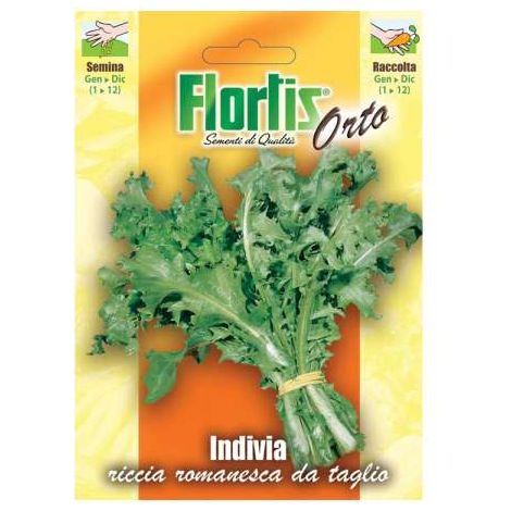 Invidia Riccia Romanesca