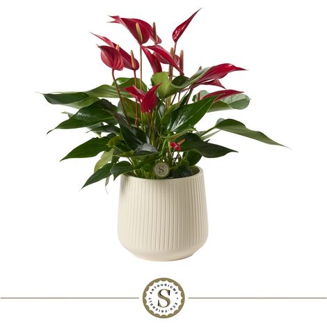 Anthurium Roja avec Pot en Céramique Blanc Brillant Côtelé Ø 16 x H 40 cm - PANGIVO