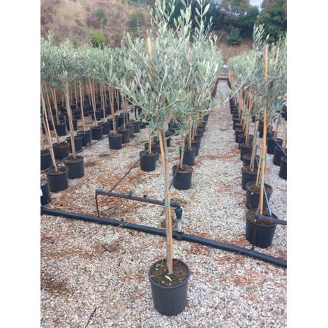 Ulivo Olivo Leccino "Olea europea" eta' 4 anni alberello CERTIFICATO in vaso  26 cm FOTO REALI (1/4)