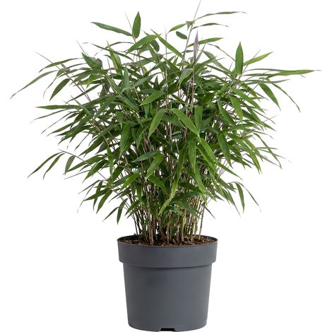 Bloomique - Fargesia Asian Wonder - Plante bambou - Non envahissante - Plante de Jardin - Plante haie - 20-40 cm haut - Pot 14 cm