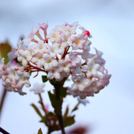 Pépinières Naudet – Viorne de Corée – Arbuste caduc 1-2m – Fleurs bicolores parfumées – Résiste jusqu'à -20°C – Exposition soleil/ombre – Floraison au printemps