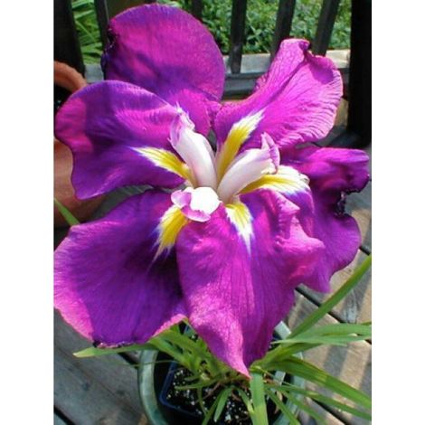 Iris japonais 'Sensation' Godet de 8/9 cm (1/2)