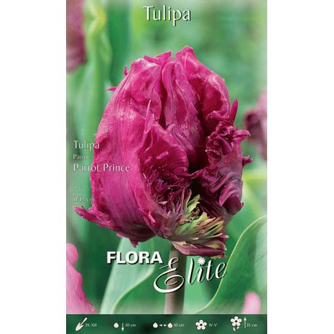 BULBI AUTUNNALI TULIPANO PARROT PRINCE CONFEZIONE DA 7 BULBI BULBS BULBES