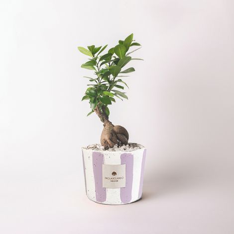 Bonsai bomboniera regalo artigianale cementino Ficus Ginseng Millerighe - Lilla