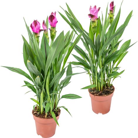 Bloomique - Lot de 2 - Curcuma Siam - Tulipe de Siam - Plante d’intérieur - Dépolluante - Floraison - 40-50 cm de haut - Pot 14 cm