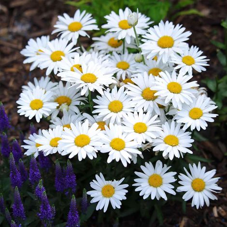 Margeriten Samen 2000 – Weiße Blüten, Garten, Balkon & Töpfe, Schnelle und einfache Aussaat (1/5)