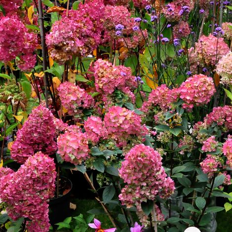 Hortensia paniculé ® 'Wim's Red' - 40-50 cm pot