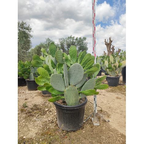 OPUNTIA FICUS INDICA (FICO D'INDIA) VASO 60 Lt.90 (1/4)