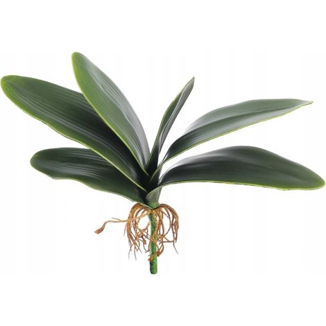 Foglie di gomma - orchidea con radici - 31 cm (1/5)