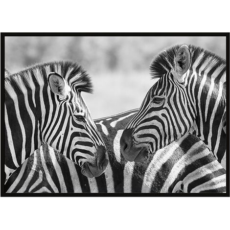 Bildplakat im Rahmen 43x33 cm Zebras P928 (1/3)
