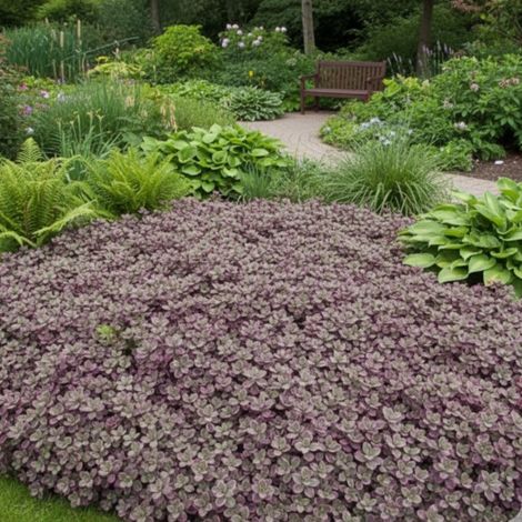 Orpin Dream Dazzler®, Sedum/Godet