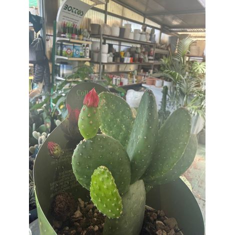Opuntia inamoena vaso 14 cm – Cactus ornamentale