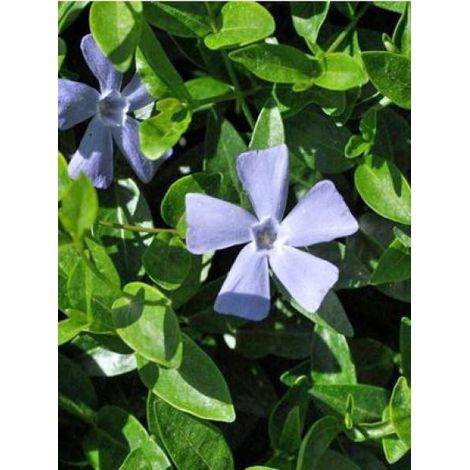 Petite pervenche 'Josefine'® Godet de 8/9 cm (1/3)