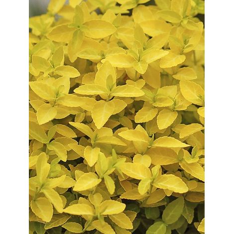 Fusain persistant 'Goldy' Pot de 3L/4L (1/3)