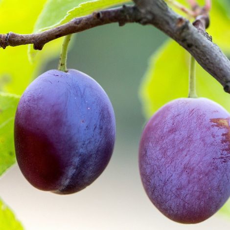 PIANTA DA FRUTTO SUSINO BLUFREE in vaso 20 età 2/3 anni (foto reali)