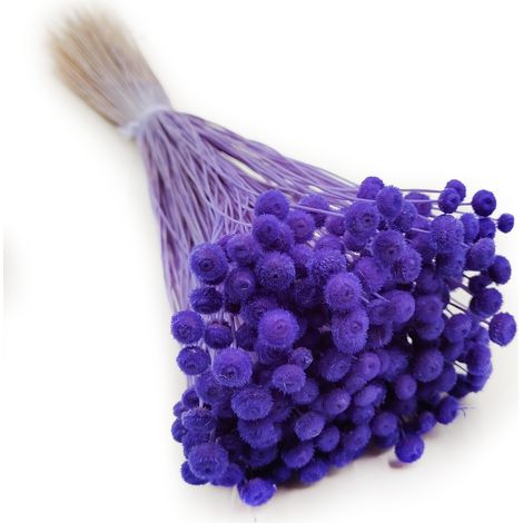 Botao Amarelino - (Amarelinho) - Lavanda profunda