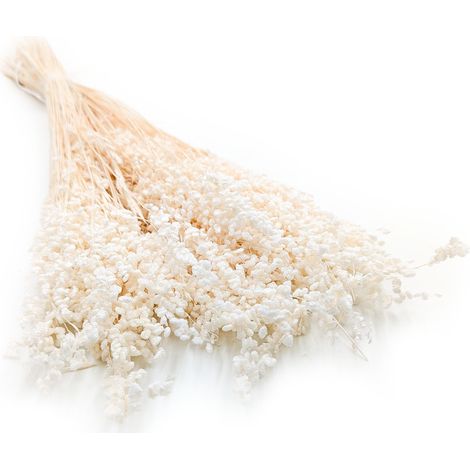 Briza Minima - Mini Seca - (Briza Minima) - Blanqueada