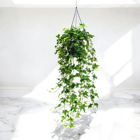 Gardenaria Edera - Hedera helix 'Jacobine' - Pianta da interno ornamentale - Altezza: 50 cm (vaso 19) (1/5)