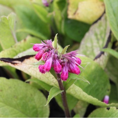 4 x Consoude rouge - Symphytum rubrum  - godet 9x9 cm (1/5)