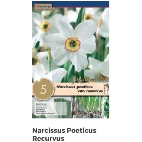 Bulbi Autunnali di Narciso Recurvus confezione da 5 pz