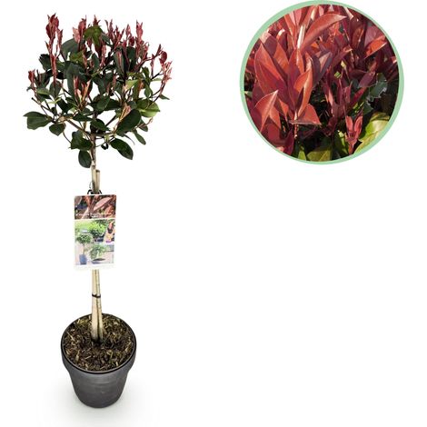 Photinia fraseri Little Red Robin sur Tige Arbuste Persistant Rouge et Vert Pot 19cm Hauteur 90cm - PANGIVO (1/5)
