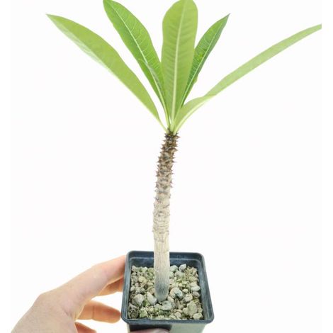 Pianta Pachypodium rutenbergianum succulenta caudiciforme 15 Metri Foto Reali