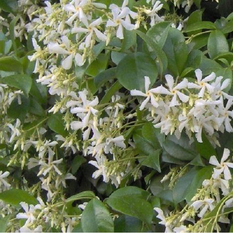 Jasmin étoilé - Trachelospermum jasminoides  - 50-60 cm pot
