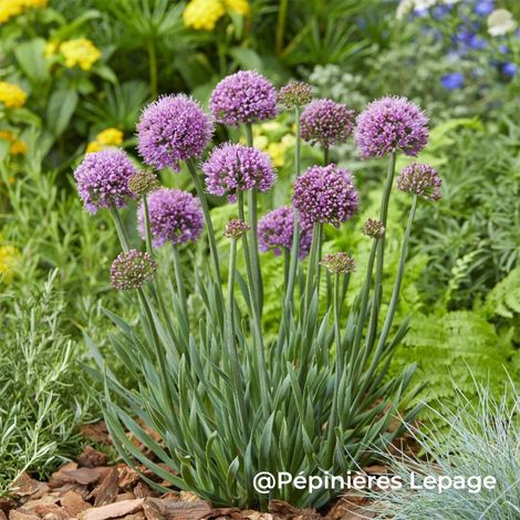 Pépinières Naudet – Ail d'ornement 'Little Sapphire' – Ombelles violettes parfumées – Période de floraison été – Hauteur 31-60cm – Résistant jusqu'à -15°C