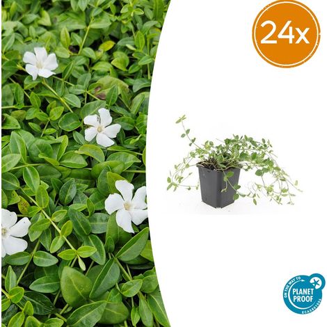 Lot de 24 Vinca minor 'Gertrude Jekyll' Pervenche Blanche Couvre-sol Persistant Ø9cm - PANGIVO (1/5)