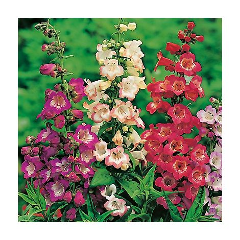 OFFRE FABRE : LOT DE 6 PENSTEMONS
