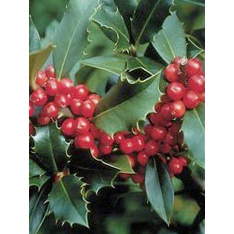 Houx 'Mesid' Godet de 8/9 cm