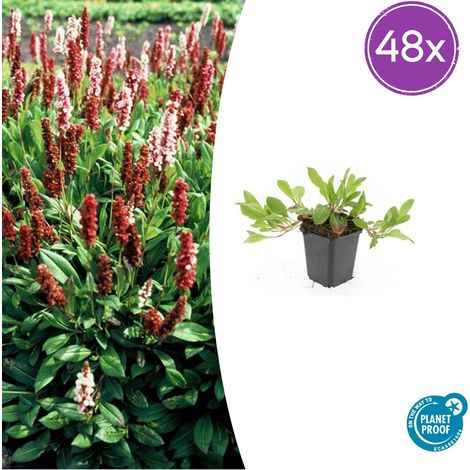 Lot de 48 Persicaria aff. 'Darjeeling Red' - Renouée Vivace Couvre-sol Rouge - H10-25cm - Ø 9cm - PANGIVO (1/5)