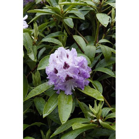 Rhododendron 'Pinguin' Rhododendron Hybr.'Pinguin' C 5 30- 40