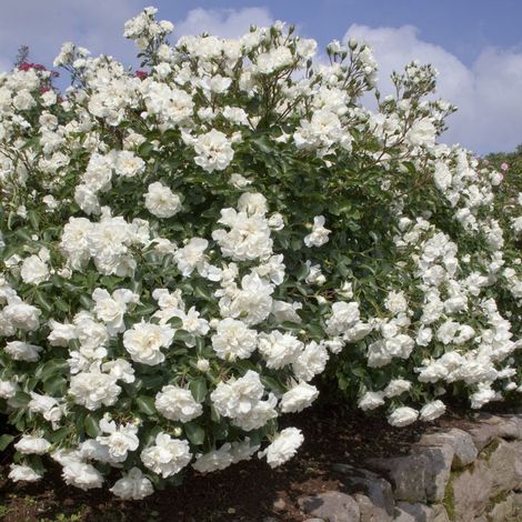 Gardenaria Rosa 'White Meidiland' Meilland - Rosa da giardino - Altezza: 30/40 cm (vaso22) (1/2)