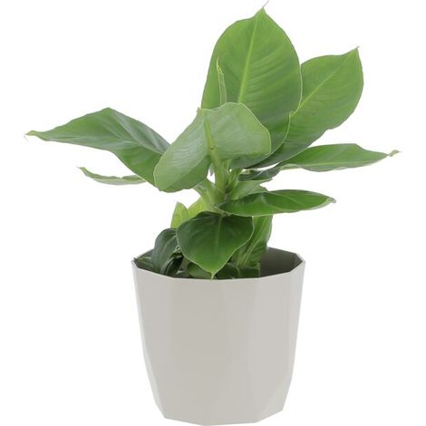Pianta di Banano Musa Acuminata Dwarf Cavendish con Eco-Vaso Grigio - Altezza 35-45 cm Vaso da Coltura Ø 13 cm (1/3)