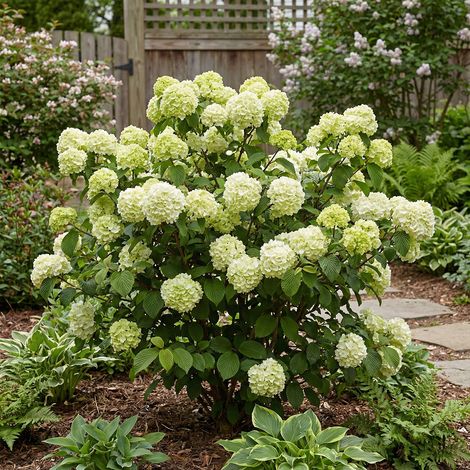 Bloomique - Viburnum Plicatum Opening Day - Boule-de-neige du Japon - Plante de Jardin - Rustique - Hauteur 60-80 cm - Pot 23 cm