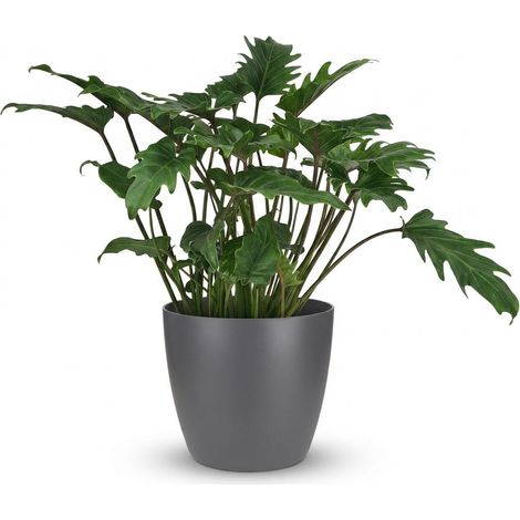 Philodendron Xanadu Plante d'Intérieur avec Pot Gris - Hauteur 60 cm - Ø 19 cm - Entretien Facile - PANGIVO (1/5)