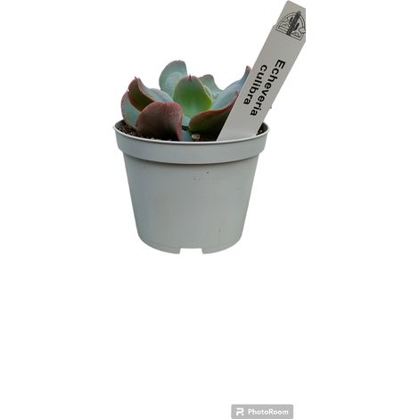Pianta Echeveria culibra, foto reali