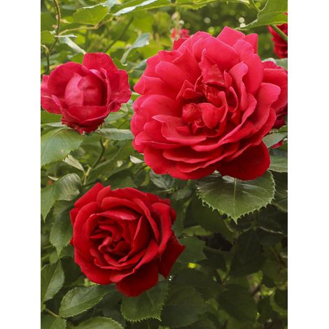 Rosier grimpant 'Blaze Superior' Pot de 4L/5L (1/2)