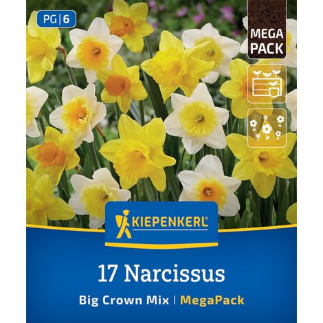 Kiepenkerl Herbstblumenzwiebel Narzissen Großkronige Narzissen Mischung 17 Stück (1/2)