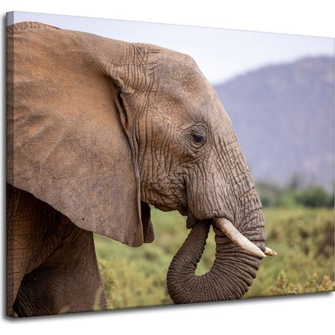 Stampa su tela Animali Elefante primo piano 100x80 cm