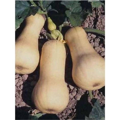 Courge musquée 'Waltham Butternut' le sachet de 18 graines (3g) (1/2)