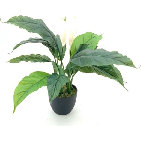 Pianta ornamentale Spathiphylium con fiori bianchi in vaso 60 cm.