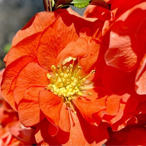 Gardenaria Fior di Pesco - Chaenomeles speciosa 'Orange Storm' - Arbusto ornamentale da giardino - Altezza: 40/60 cm (vaso19) (1/3)