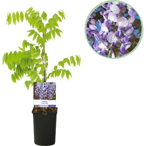 Glycine Wisteria sinensis Prolific Plante Grimpante Fleurs Violettes Parfumées Pot 11cm H40cm - PANGIVO (1/5)