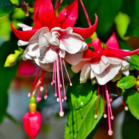 Pépinières Naudet – Fuchsia 'Alice Hoffmann' – Arbuste bicolore caduc – Hauteur à maturité < 1m – Floraison au printemps (1/5)