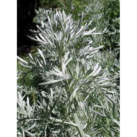 Absinthe Godet de 8/9 cm